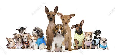 Small dogs in front of white background