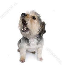 Cross Breed dog in front of white background