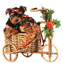 Two lovely puppies in Christmas bicycle