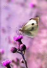 A colorful butterfly is standing on a piece of lavender.