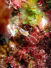 Bright shrimp and corals