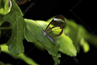 Glasswing Butterfly, Greta Oto