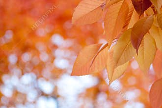 Fall Leaves