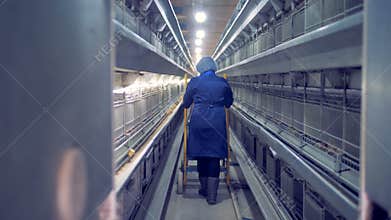 Female worker is walking along the poultry-house facility and wheeling a stepladder