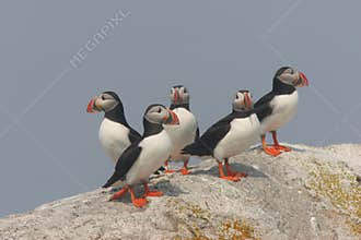 Puffins