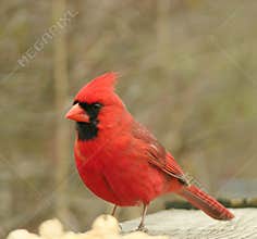 Cardinal 2
