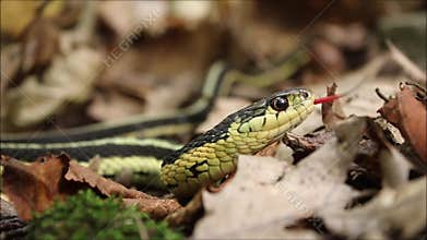 Garter Snake Close Up Flicking Tongue