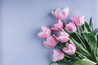 Bunch of pink tulip flowers on blue background. Waiting for spring. Happy Easter card.