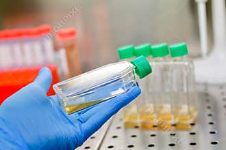 Cell culture flasks in laminar flow. Photo taken from laminar interior.
