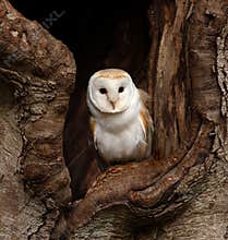 Barn owl in tree hollow