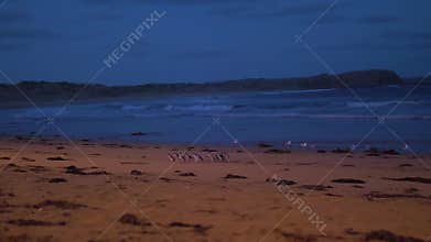 Australian little penguin returning from sea, walking in line on the sand beach