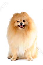 Pomeranian spitz sitting isolated on white