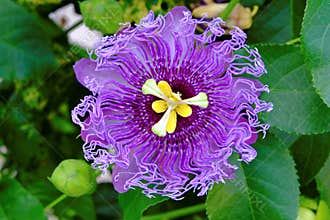 Passionflower ultra violet bloom in green leaves summer season