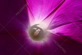 Morning glory violet blossom - Selective focus on the anthers