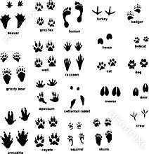 Animal tracks