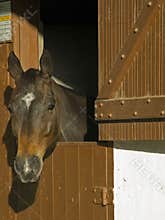 Brown horse head