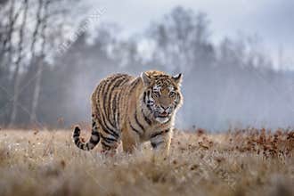 Siberian Tiger in the snow Panthera tigris