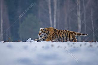 Siberian Tiger in the snow Panthera tigris