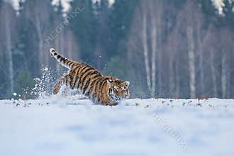 Siberian Tiger in the snow Panthera tigris