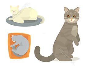 Different cat cute kitty pet cartoon cute animal cattish character set catlike illustration