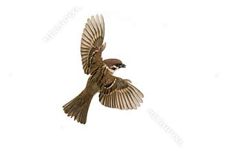 Sparrow flies