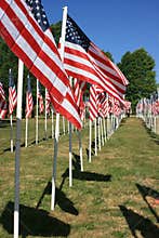 Field of flags