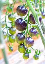 Indigo Rose Black tomato vine ripe in the garden.
