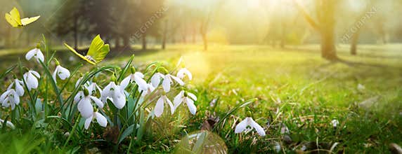 Easter spring flower background; fresh flower and butterfly