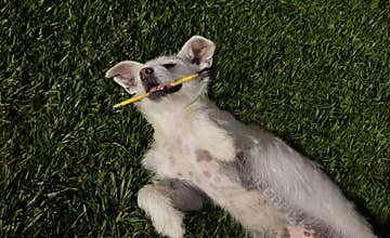 The Pencil Addict