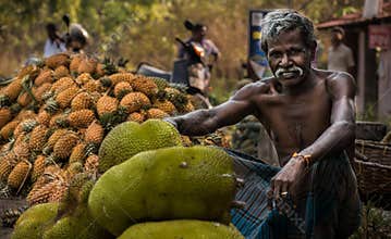 Jackfruit harvesting in kerala