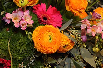 Philadelphia Flower Show 2018