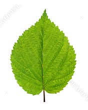 Green leaf of birch tree