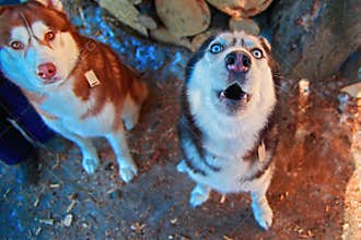 Muzzle howling dog. Siberian Husky howls with his head up. Black and white husky dog with blue eyes. Top view.