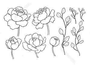 Peony flower and leaves line drawing. Vector hand drawn outline