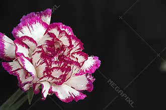 Nice colorful carnation close close up