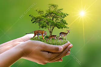Concept Nature reserve conserve Wildlife reserve tiger Deer Global warming Food Loaf Ecology Human hands protecting the wild and w