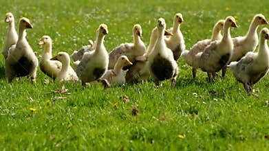 Goslings on a meadow animals farm