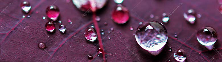 Micro Water Drops on Purple Plant Leaf
