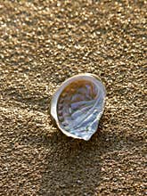 Petar ear, abalone on the sand beach