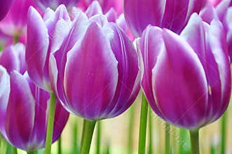Closeup of purple tulip flowers