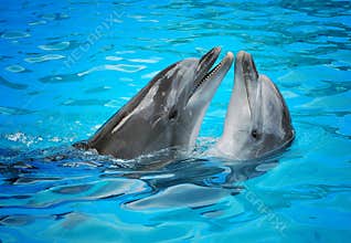 Dolphins
