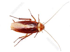 Cockroach