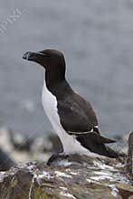 Razorbill252