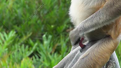 Male Proboscis Monkey Nasalis larvatus Masturbating Close Up Detailed View. Endangered Endemic Borneo Animal