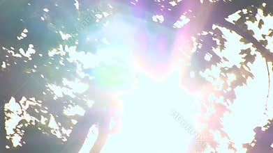 The light of the sun gets into the camera it shines Among the branches of tree crowns