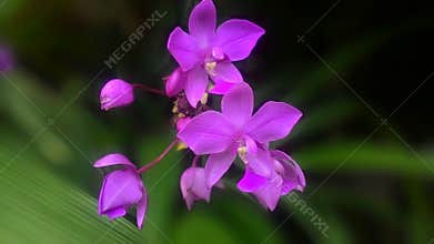 Most beauty purple dendrobium orchid