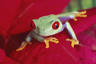 Red-eyed Treefrog