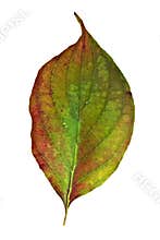 Dogwood Leaf