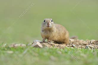 European ground squirrel standing in the grass. Spermophilus citellus