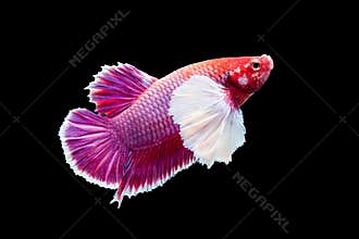 SIAMESE FIGHTING FISH